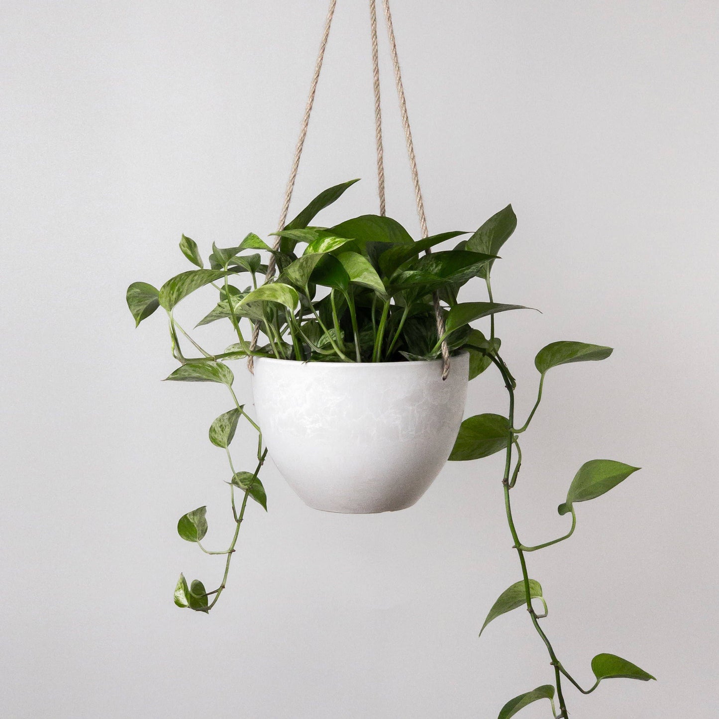 8" or 12" Signature Stone Hanging Planter Pot: 8" Planter
