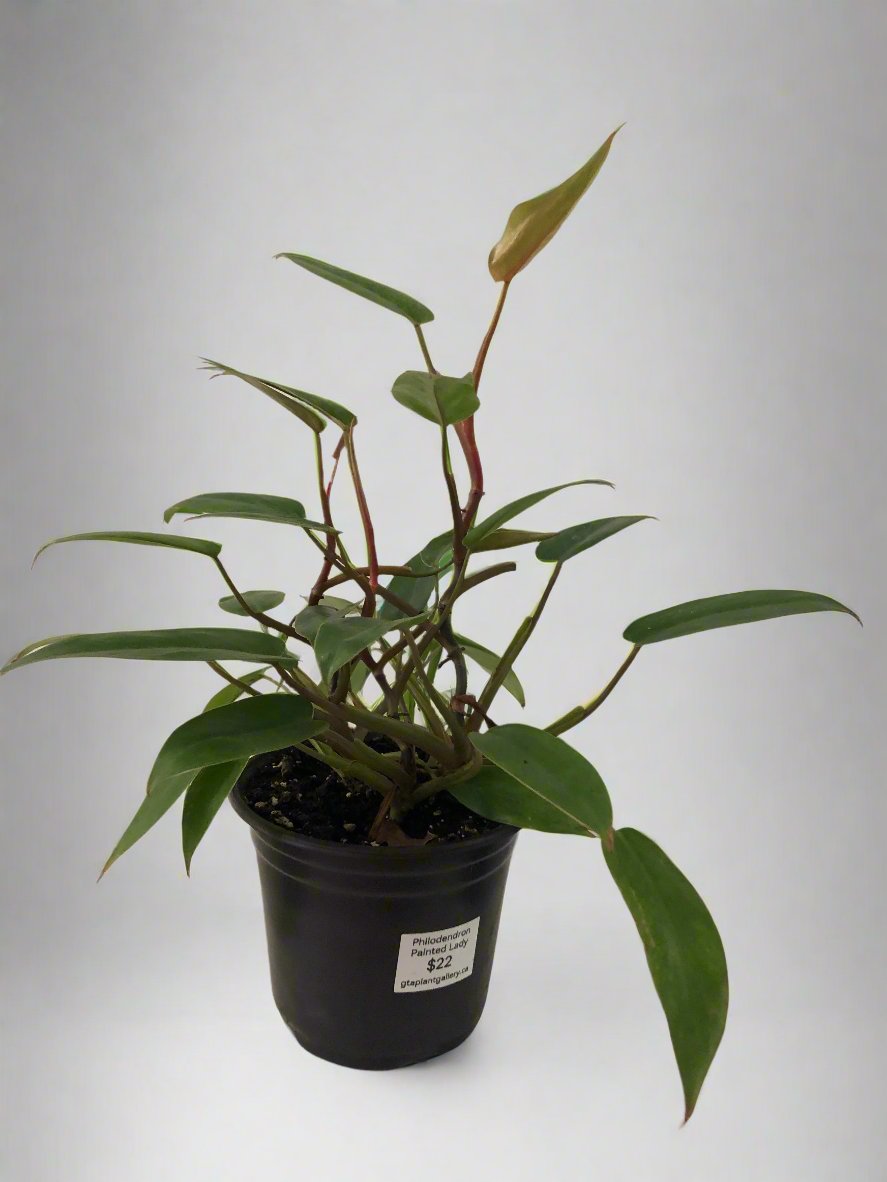 6" Philodendron Painted Lady