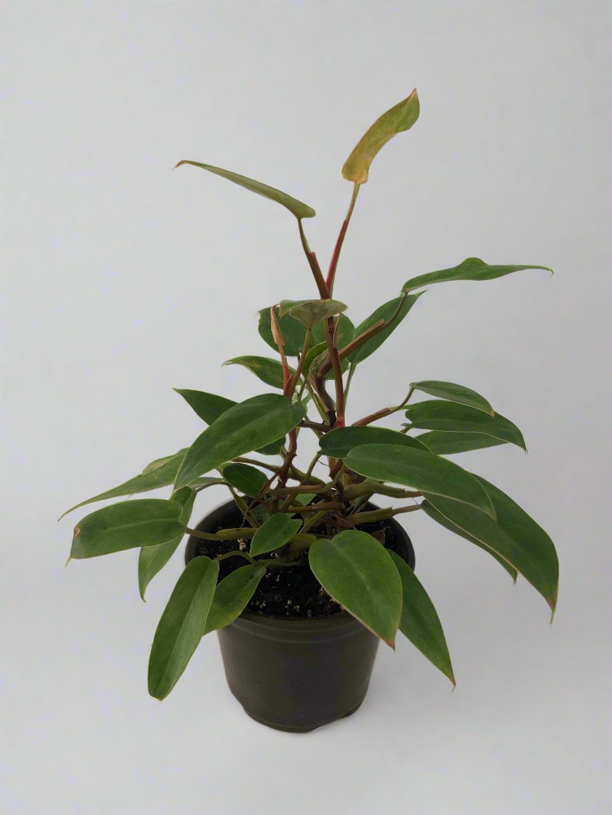 6" Philodendron Painted Lady