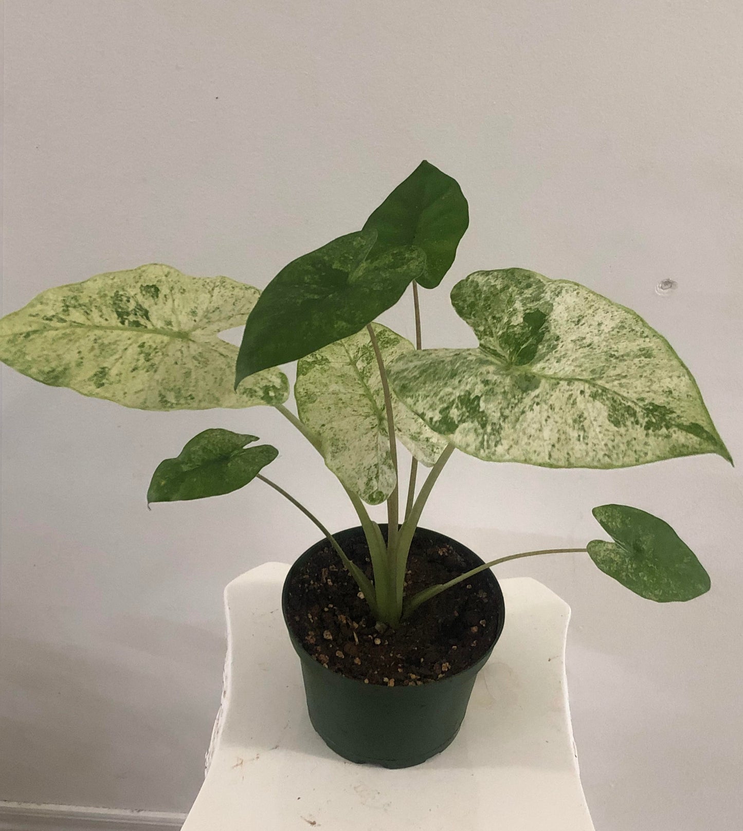 4" Alocasia Macrorrhiza Variegated
