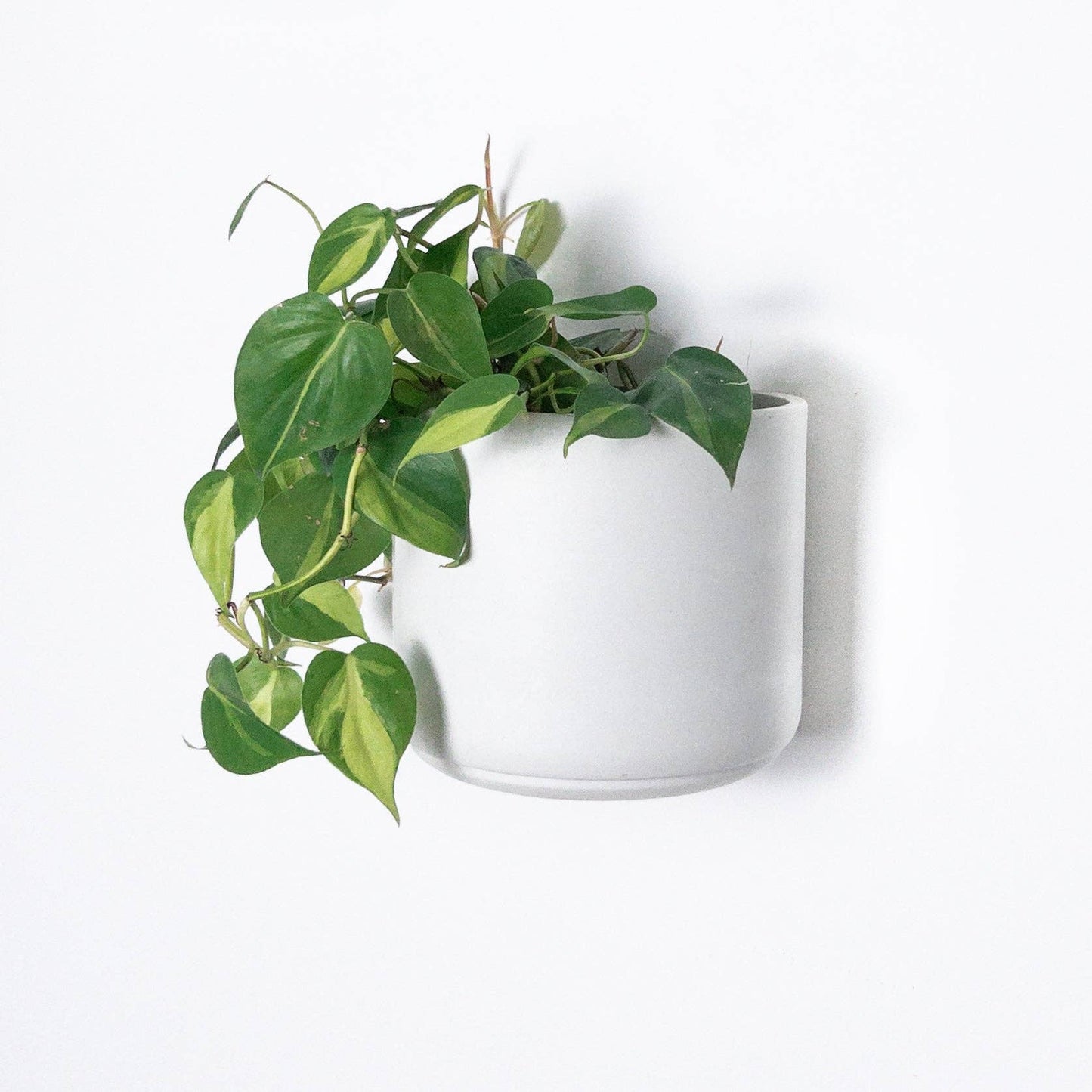 7" & 5" Wall Mounted Signature Stone Planters: 7" Wall Planter