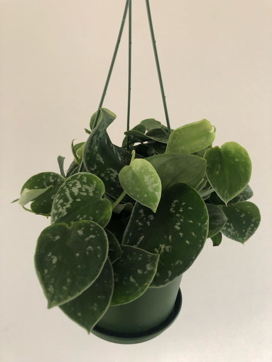 Philodendron Silver Satin