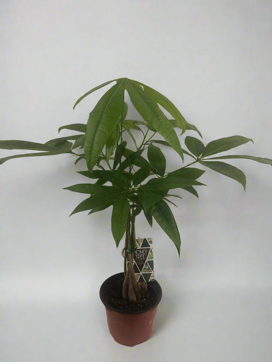 Money Tree / Pachira Aquatica