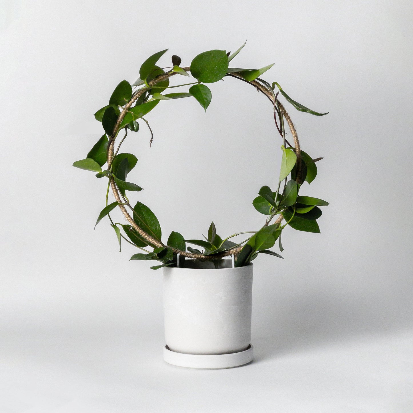 10", 8" - Hemp Circle Trellis Support: 8" Inches