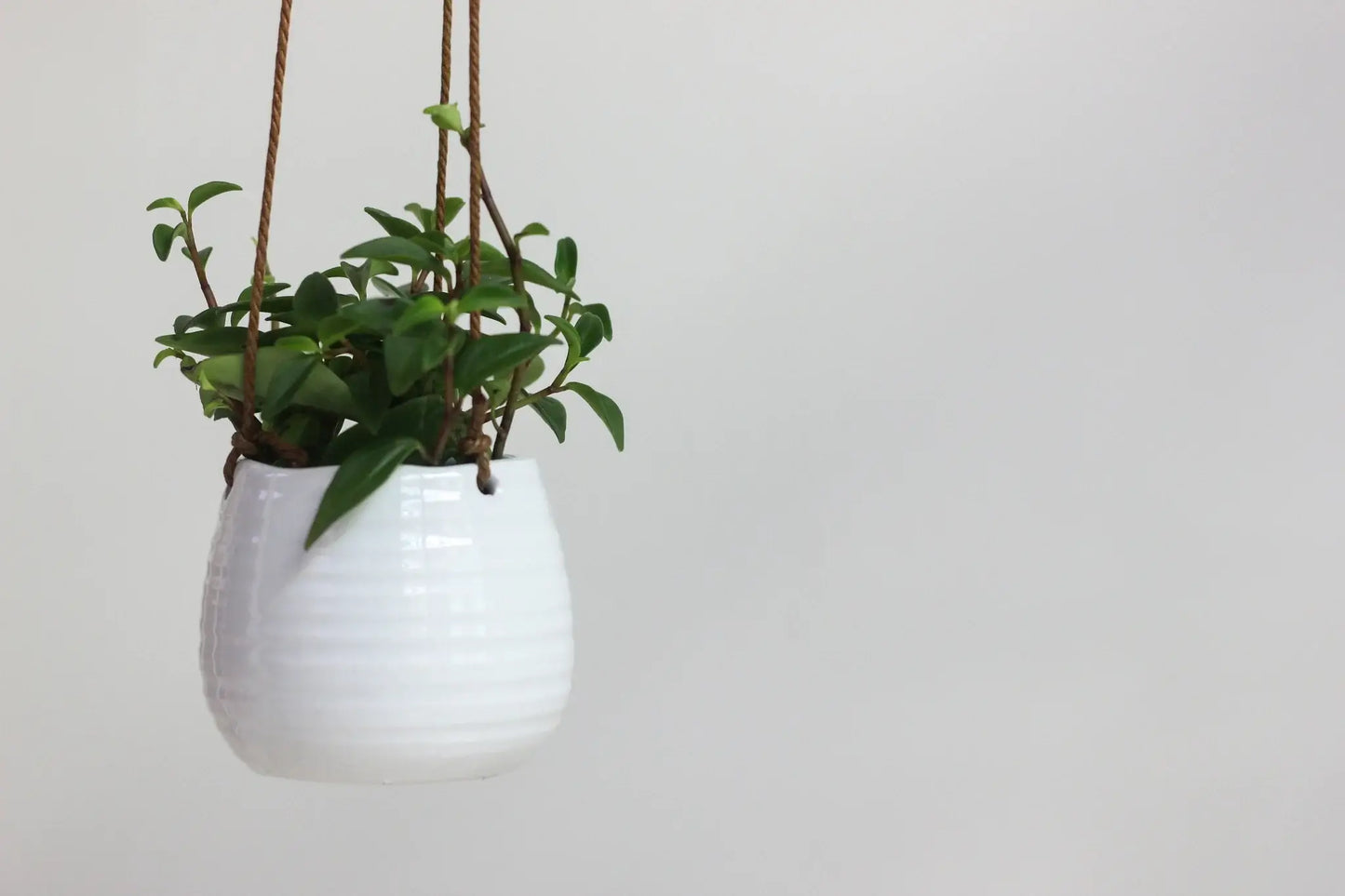 Small Ribbed Glossy White Ceramic Hanging Planter Pot: 5.5