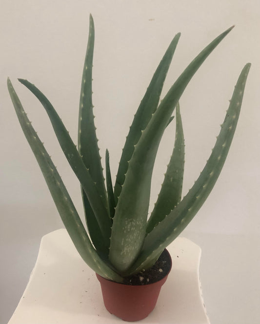 4" Aloe Vera