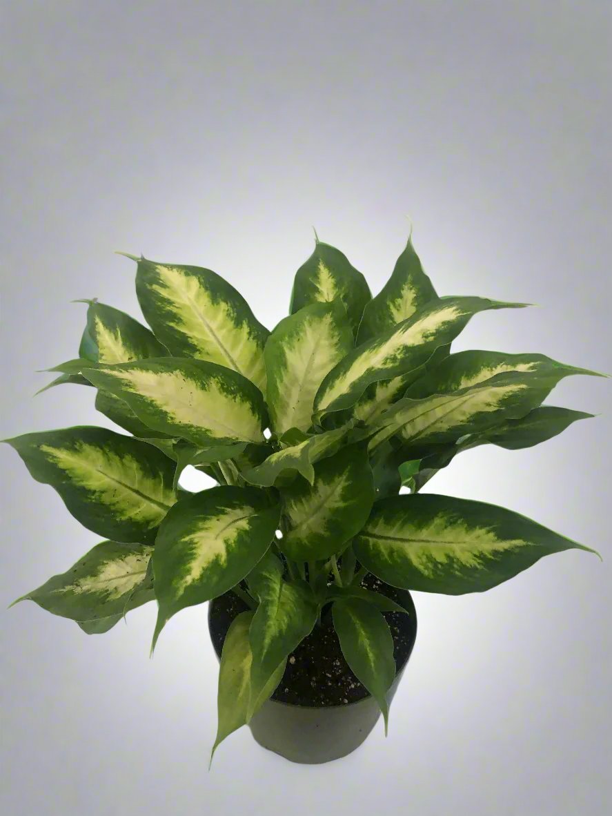 6'' Dieffenbachia Plant