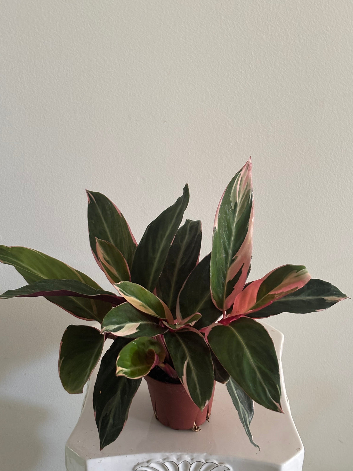 5" Triostar Stromanthe
