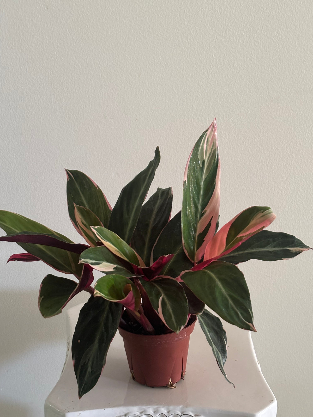 5" Triostar Stromanthe