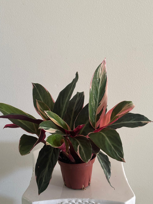 5" Triostar Stromanthe