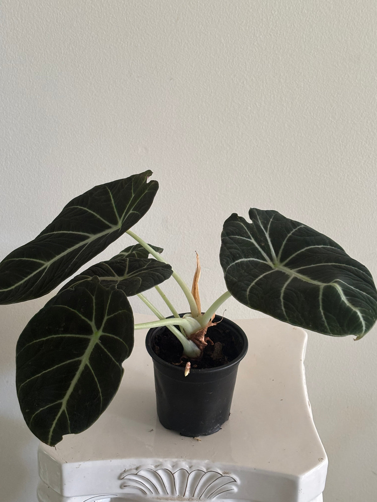 4" Alocasia Black Velvet