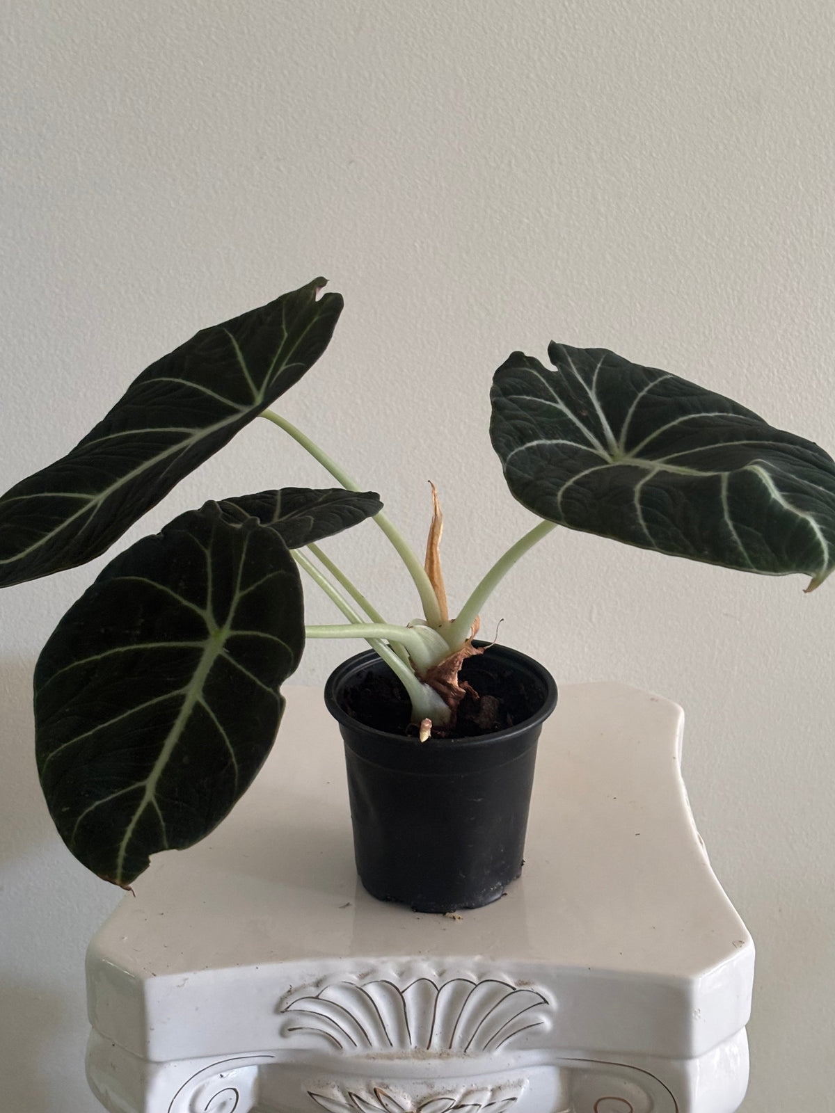 4" Alocasia Black Velvet