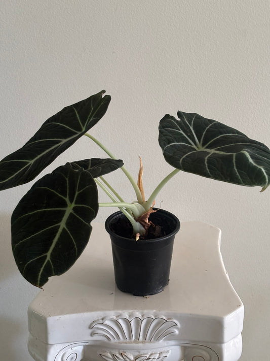 4" Alocasia Black Velvet
