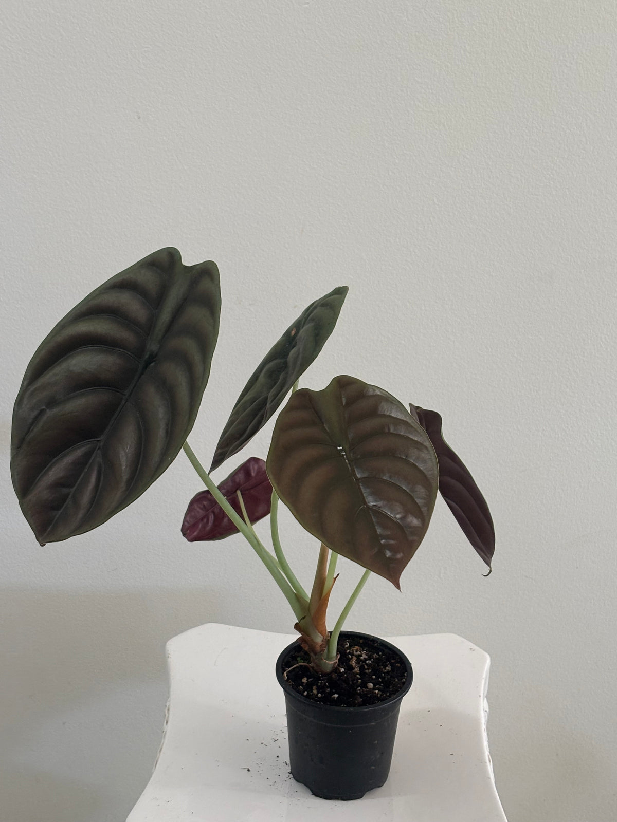 4" Alocasia Cuprea Red Secret