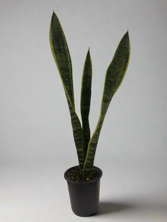 4" Snake Plant