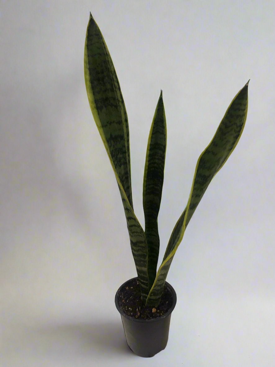 4" Snake Plant