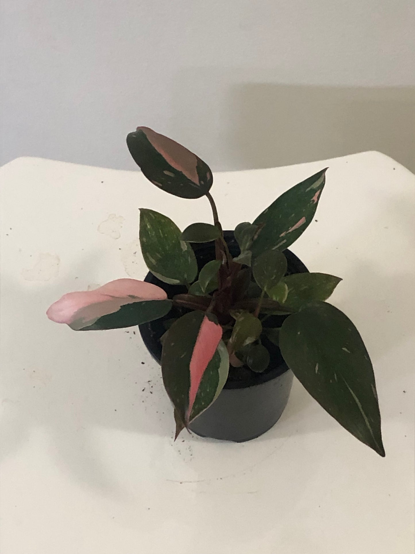 4" Philodendron Pink Princess