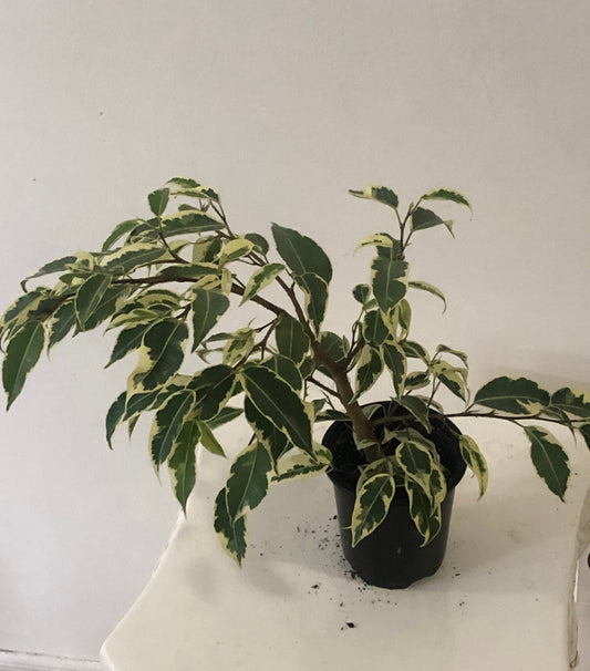 Ficus Benjamina Starlight