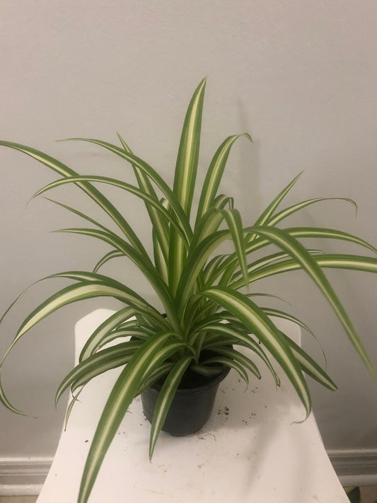 Spider Plant