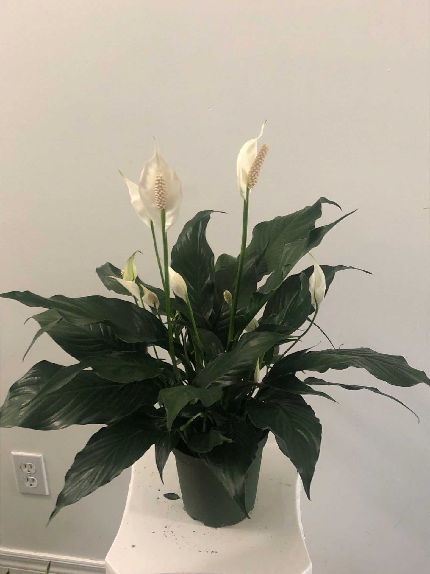 6" Peace Lily