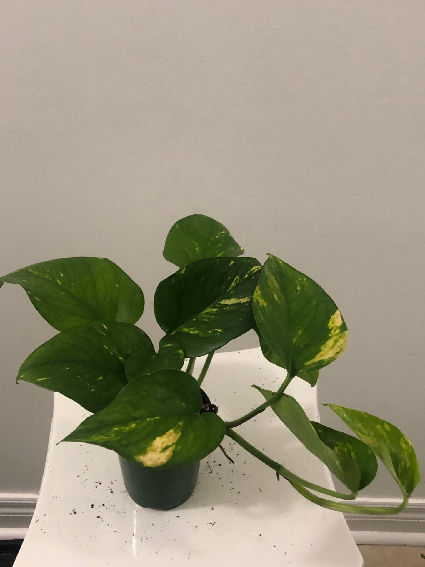 Golden Pothos