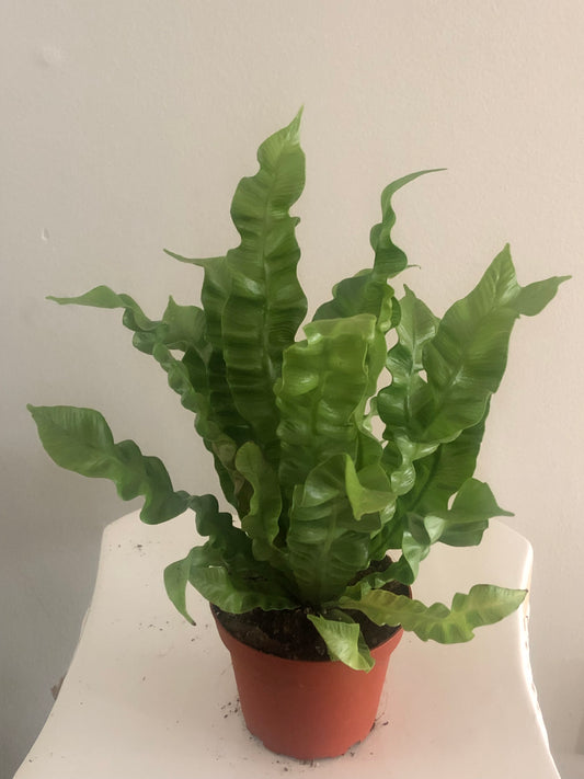 Crispy Wave Fern