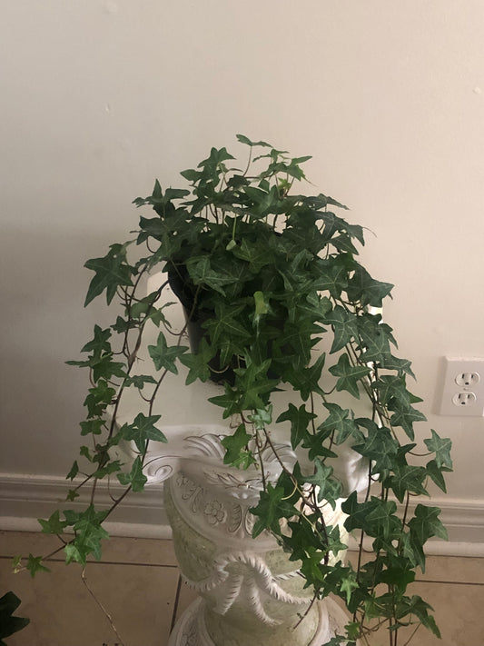 Ivy