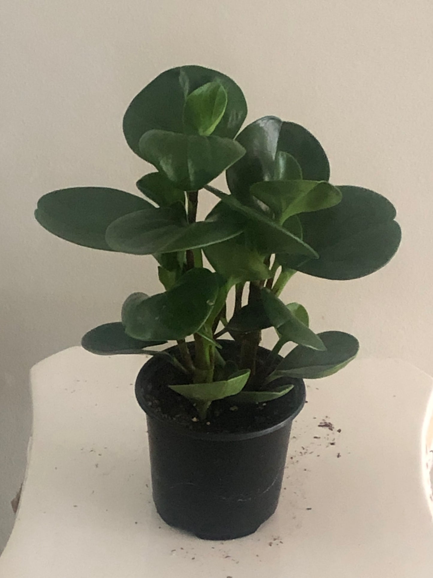 4" Peperomia Obtusifolia Green