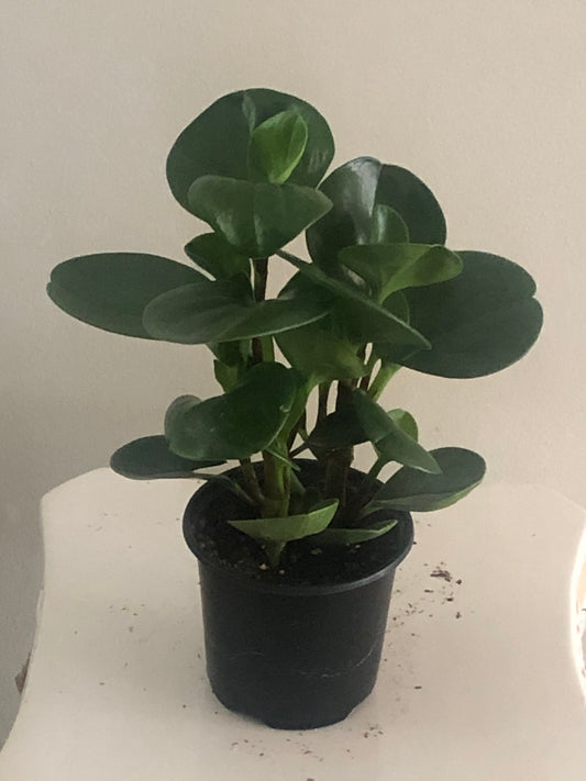 4" Peperomia Obtusifolia Green