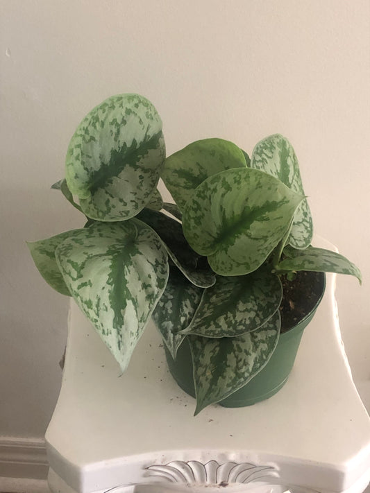 Scindapsus Exotica