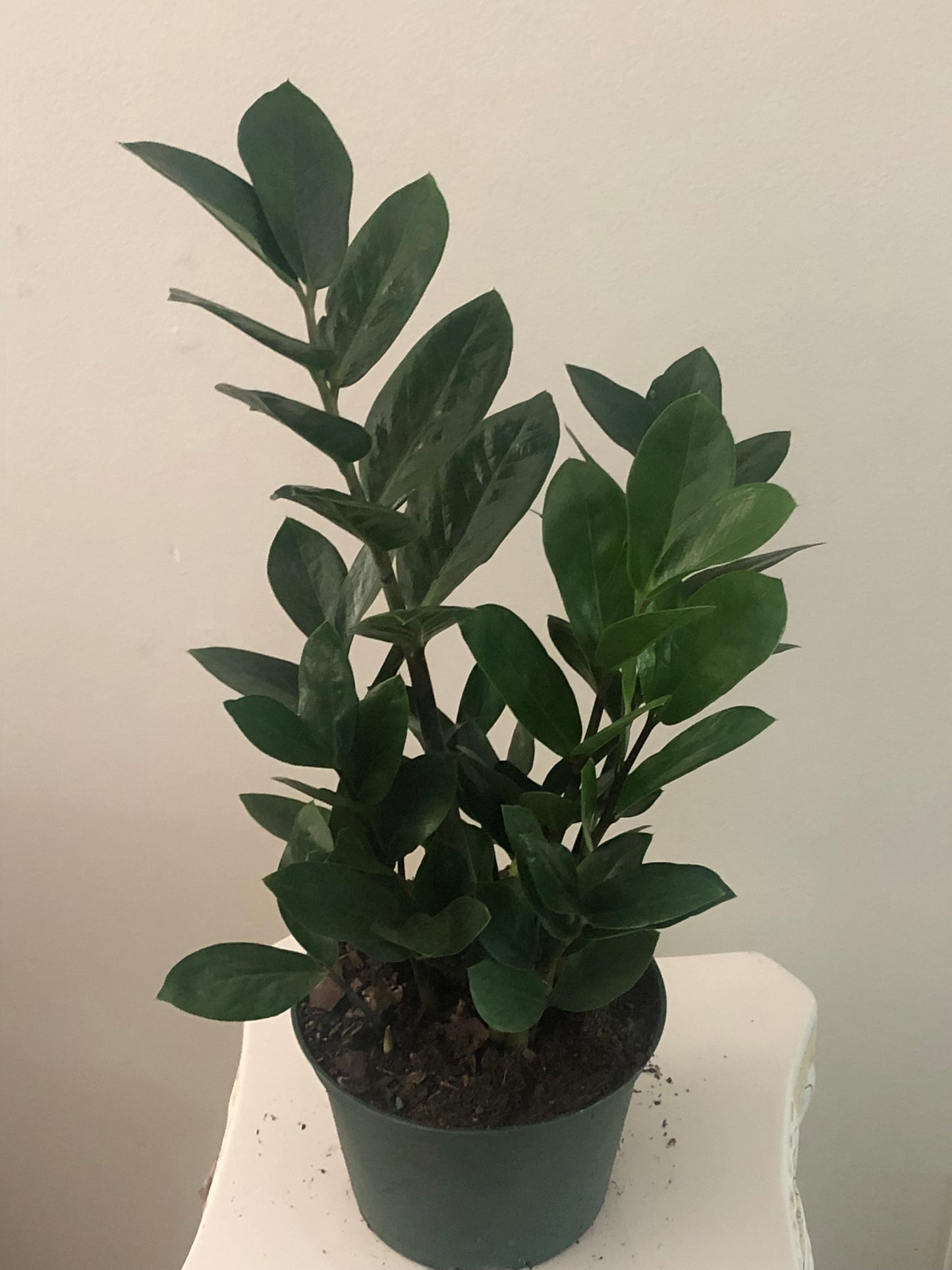 ZZ (Zamioculcas Zamiifolia) Plant