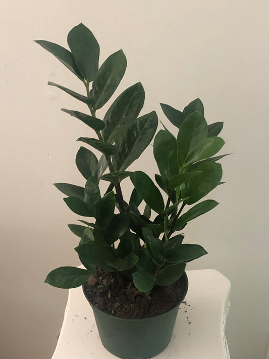 ZZ (Zamioculcas Zamiifolia) Plant