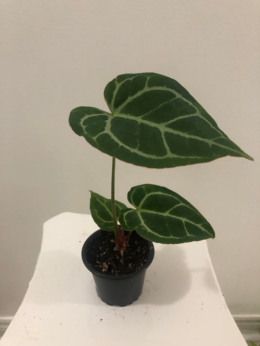 Anthurium Crystallinum