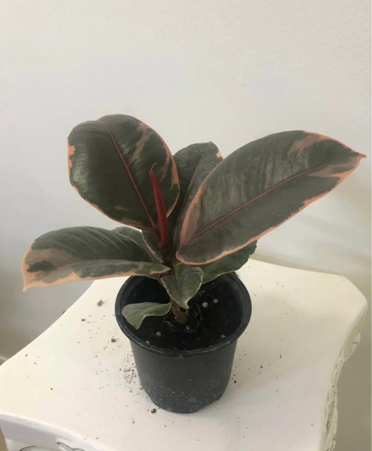 Ficus Rubber Ruby