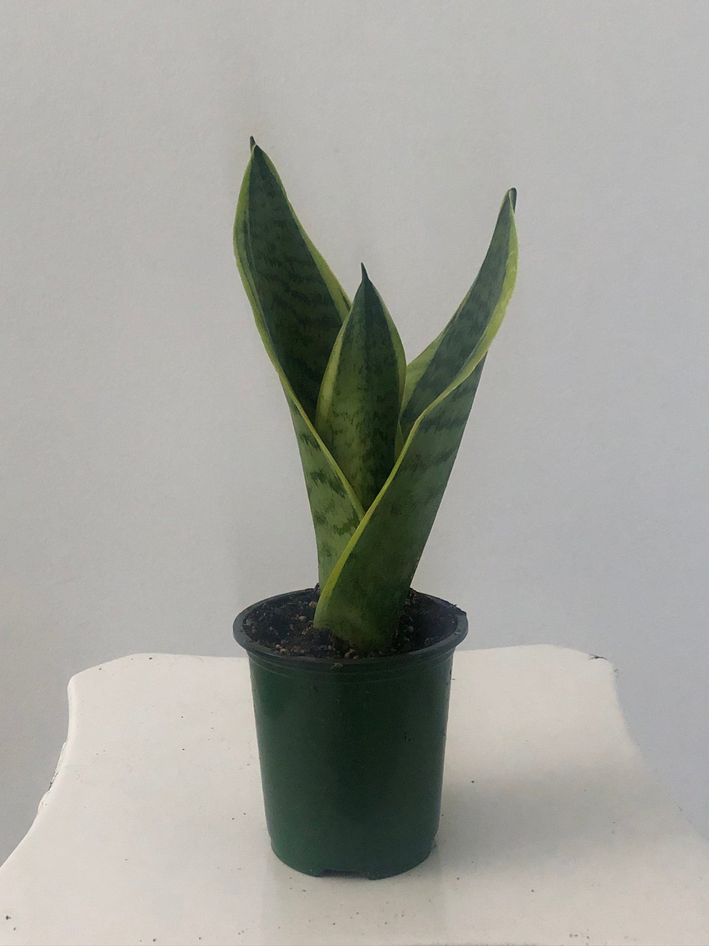Sansevieria Futura