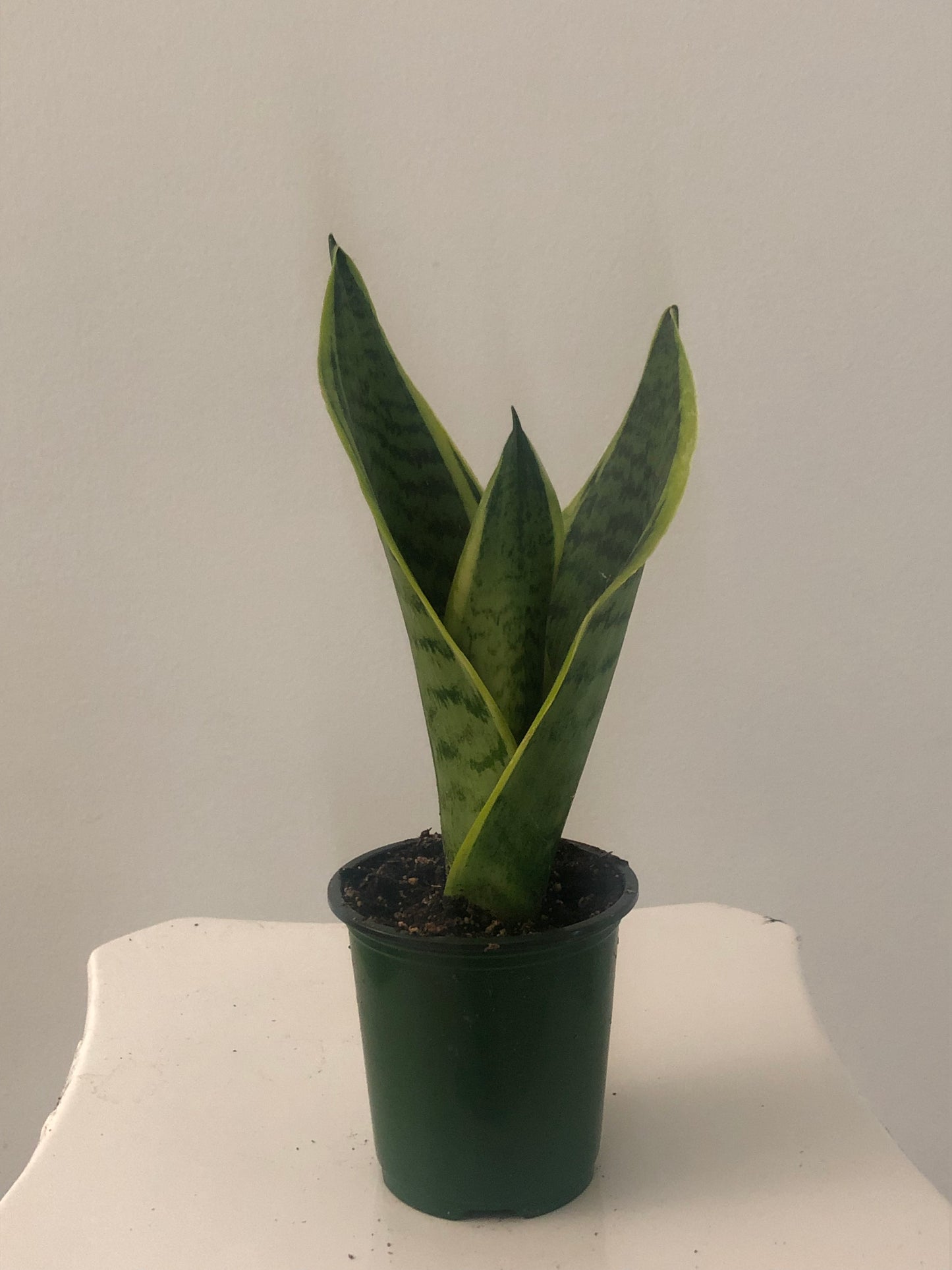 Sansevieria Futura