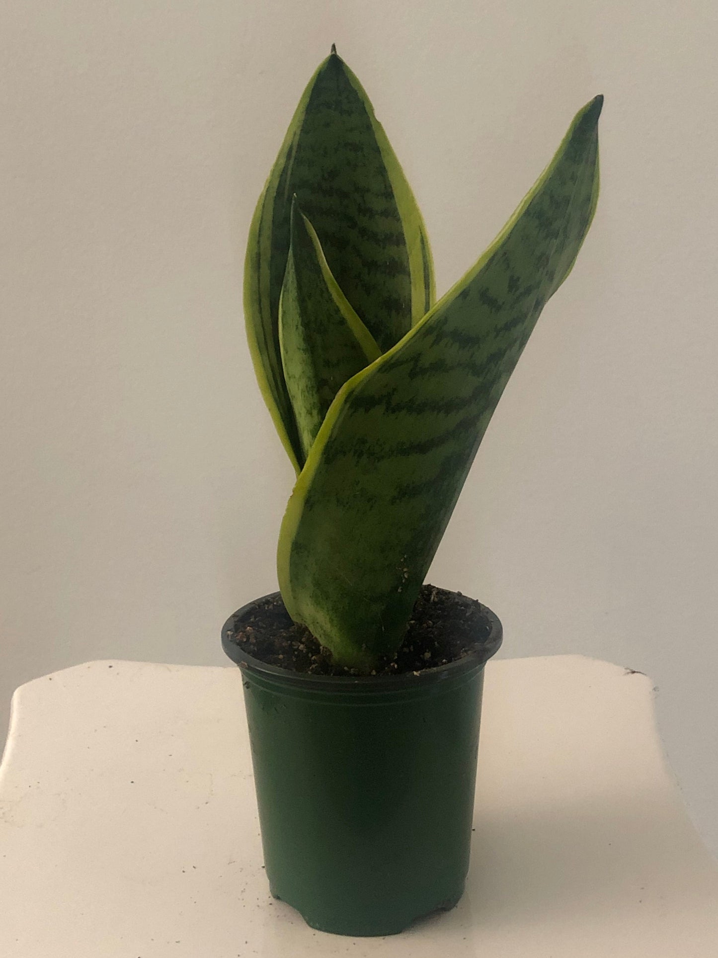 Sansevieria Futura
