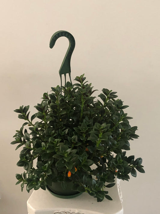 6" Goldfish Hanging Basket