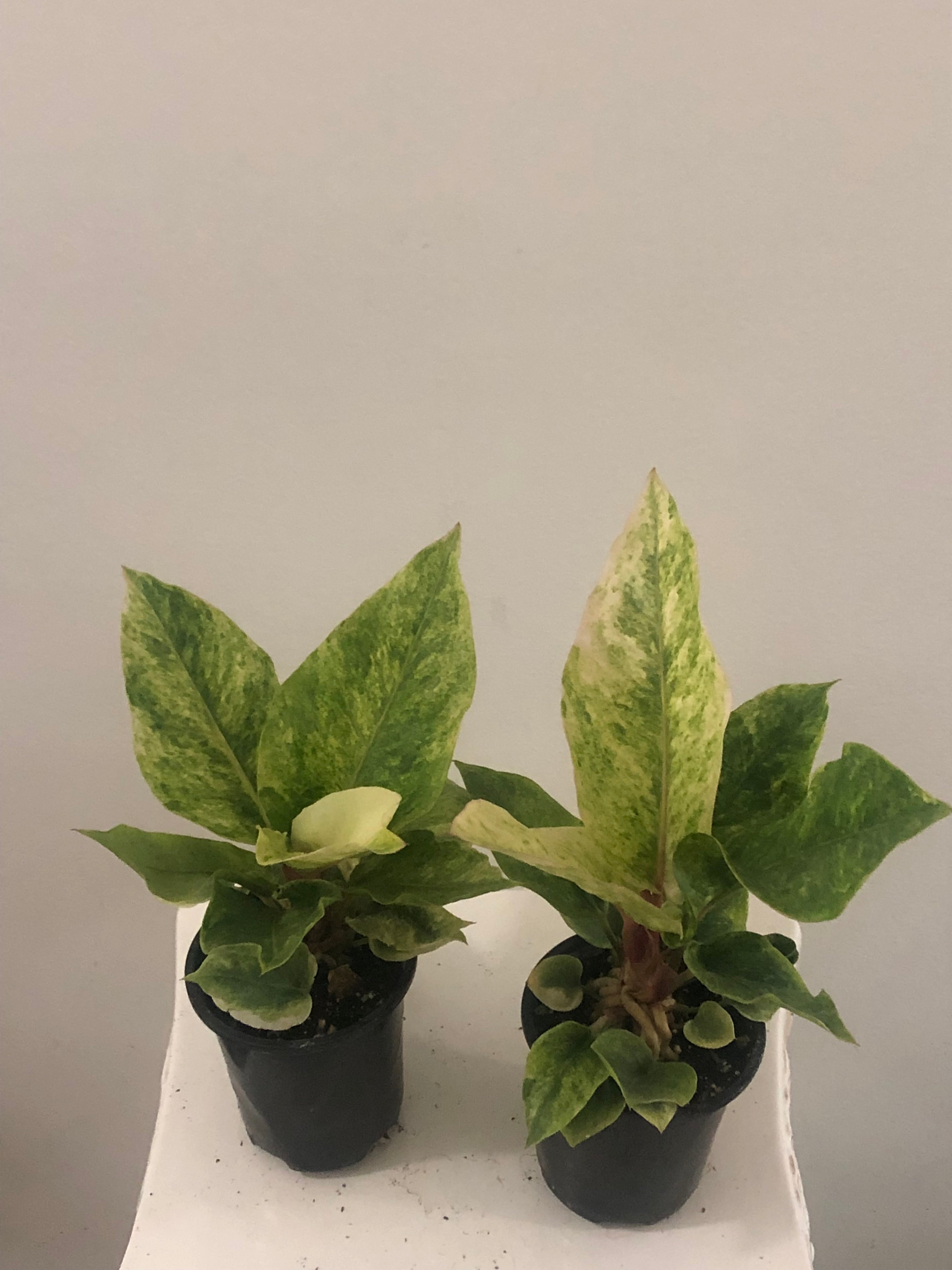 Rare Plants Collection – GTA Plant Gallery