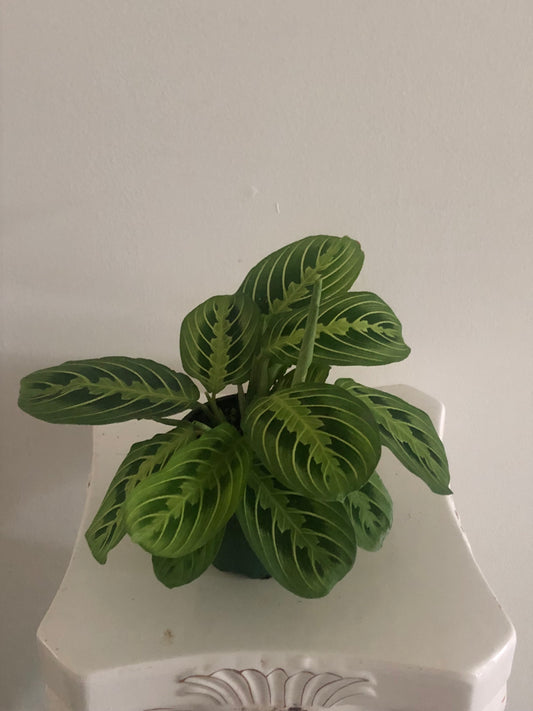 4" Lemon Lime Prayer Plant