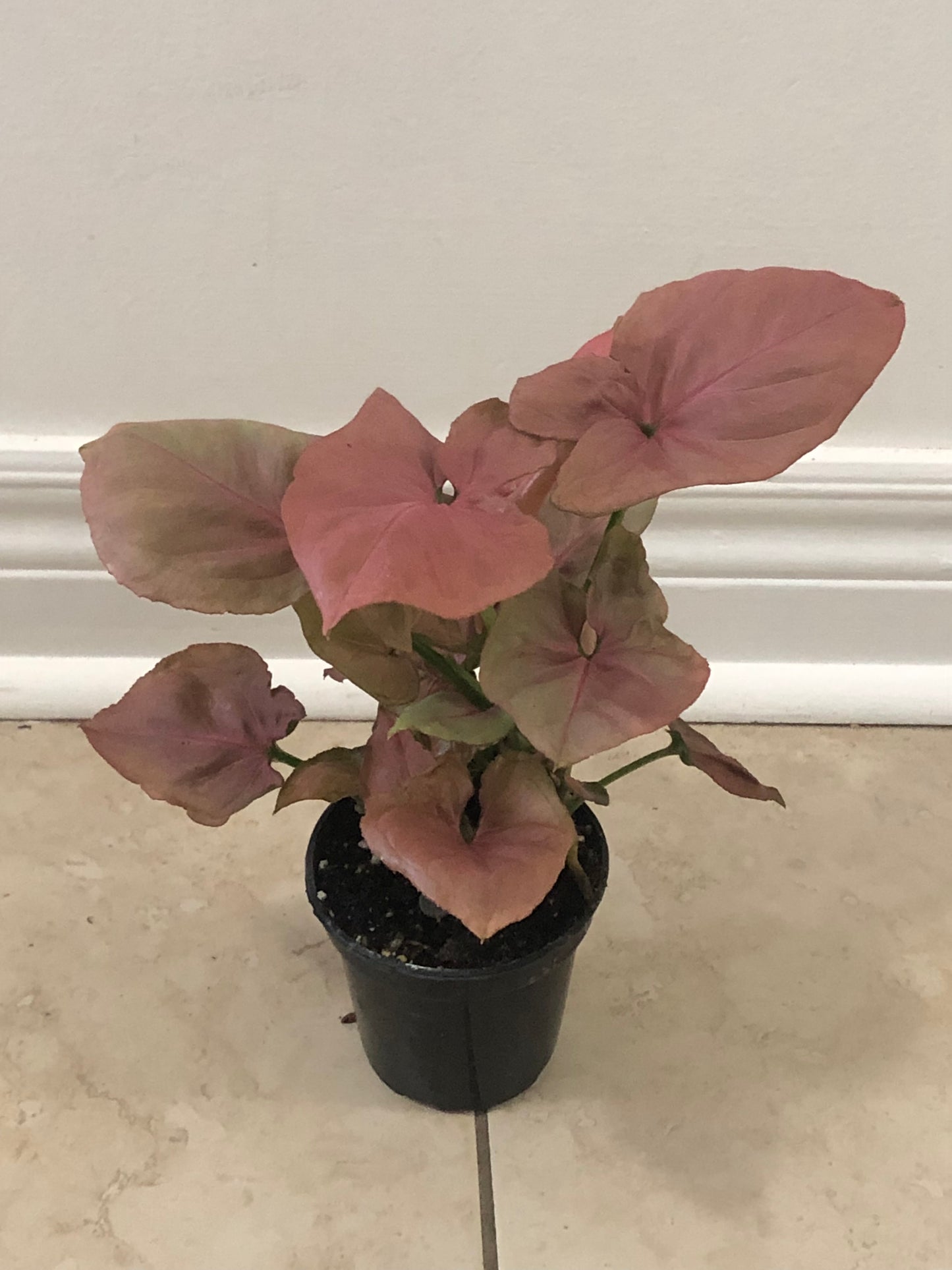 4" Syngonium Pink