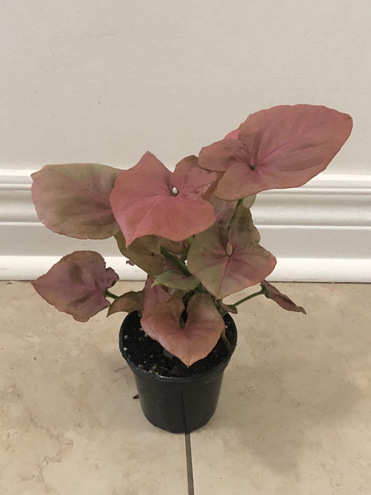 4" Syngonium Pink