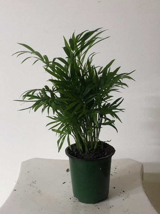 4" Bella Palm