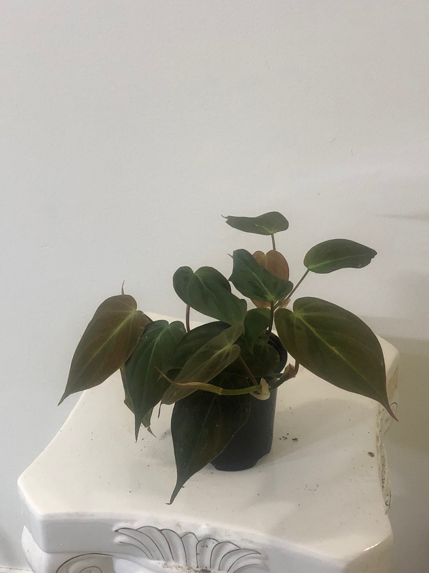 4" Philodendron Micans