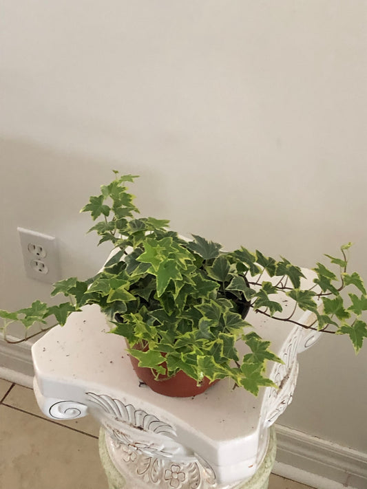 6" Ivy Variegated