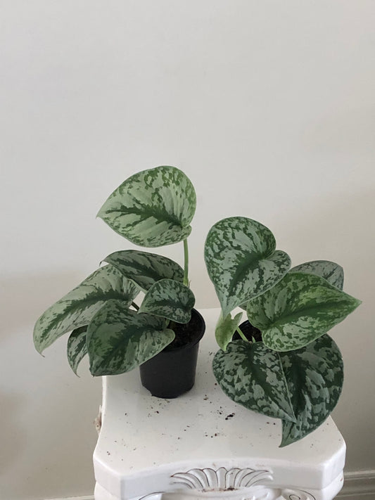 4" Scindapsus Exotica $10 each