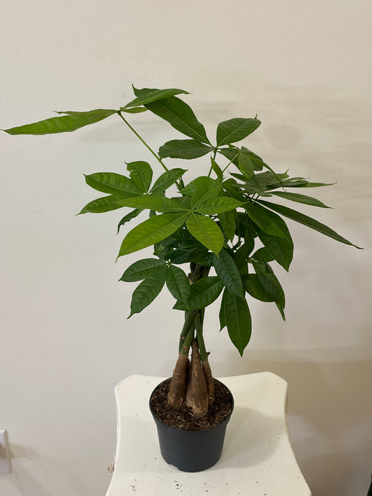 5" Money Tree / Pachira Aquatica