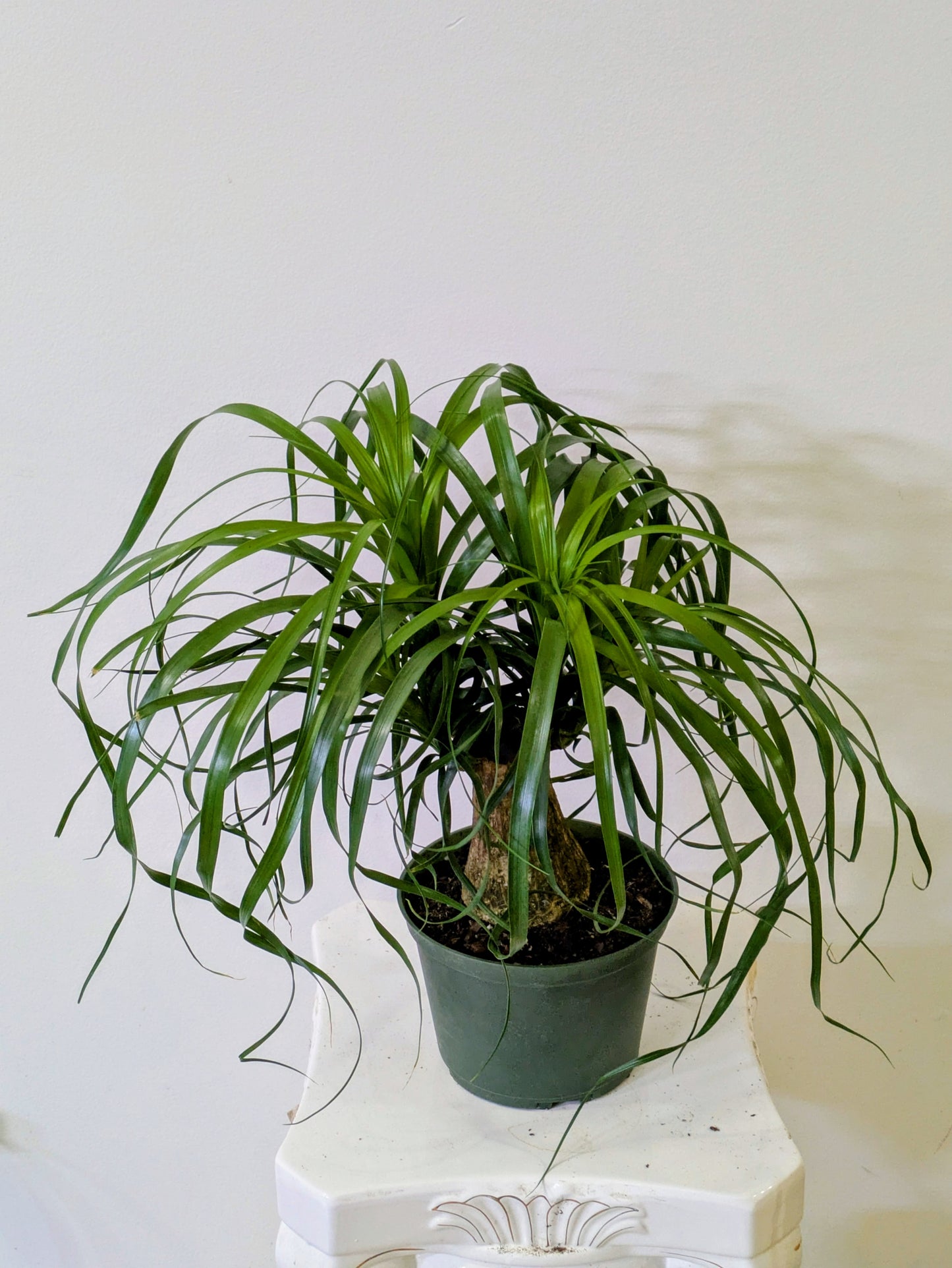 6" Palm Ponytail