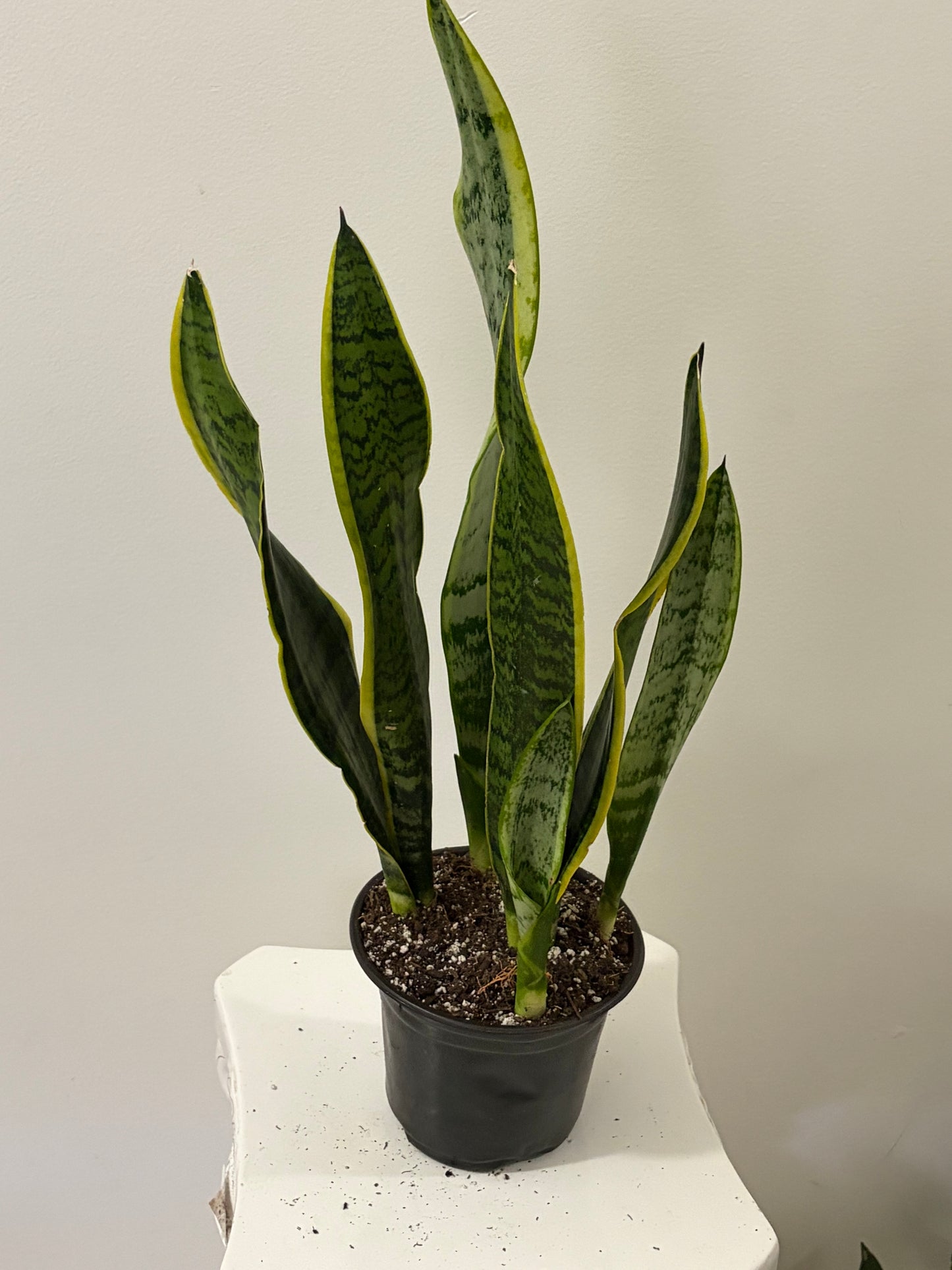 6" Pot Snake Plant