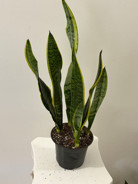 6" Pot Snake Plant